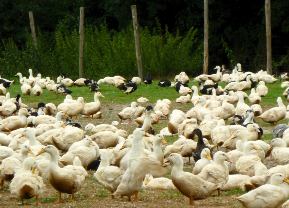 élevage de canard 